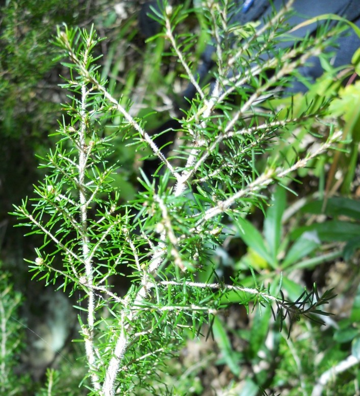 Arbusto 2 - Erica arborea